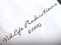 VidLife Productions